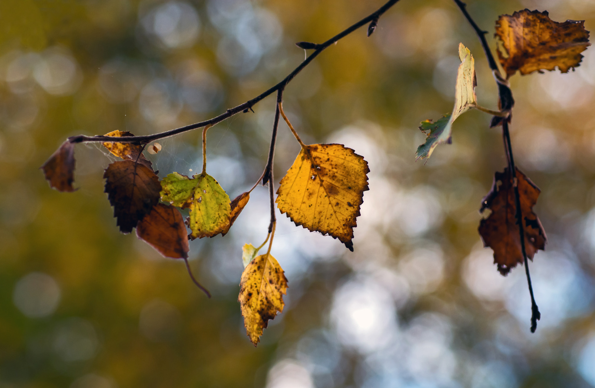 Nikon D7100 + AF Micro-Nikkor 60mm f/2.8 sample photo. Hanging on a wire. photography