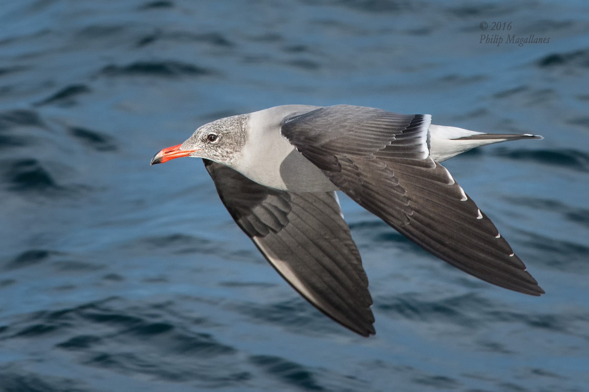 Nikon Nikkor AF-S 300mm F4E PF ED VR sample photo. Heermanns gull in flight photography