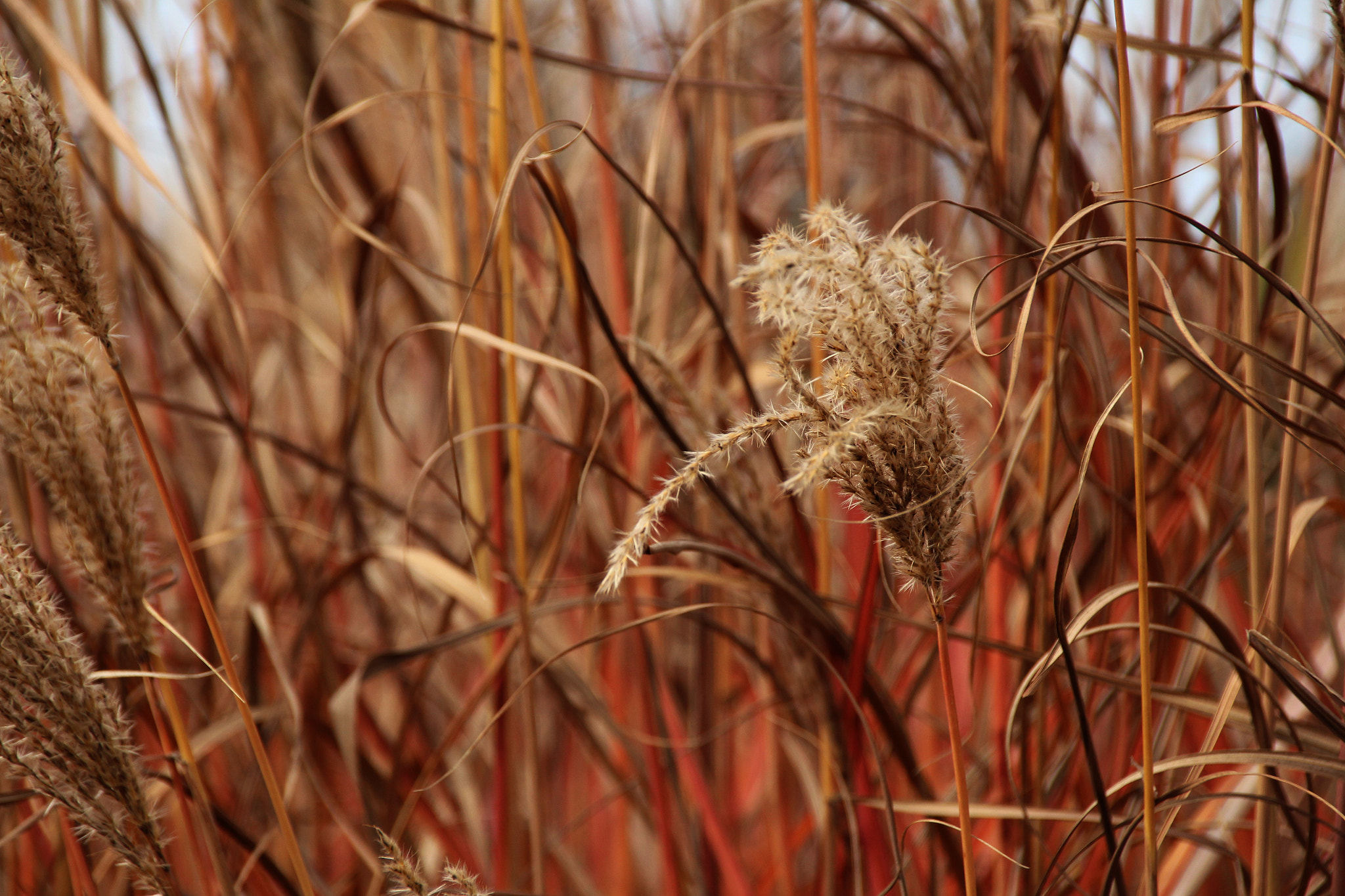 Sigma 18-250mm F3.5-6.3 DC OS HSM sample photo. Alone photography