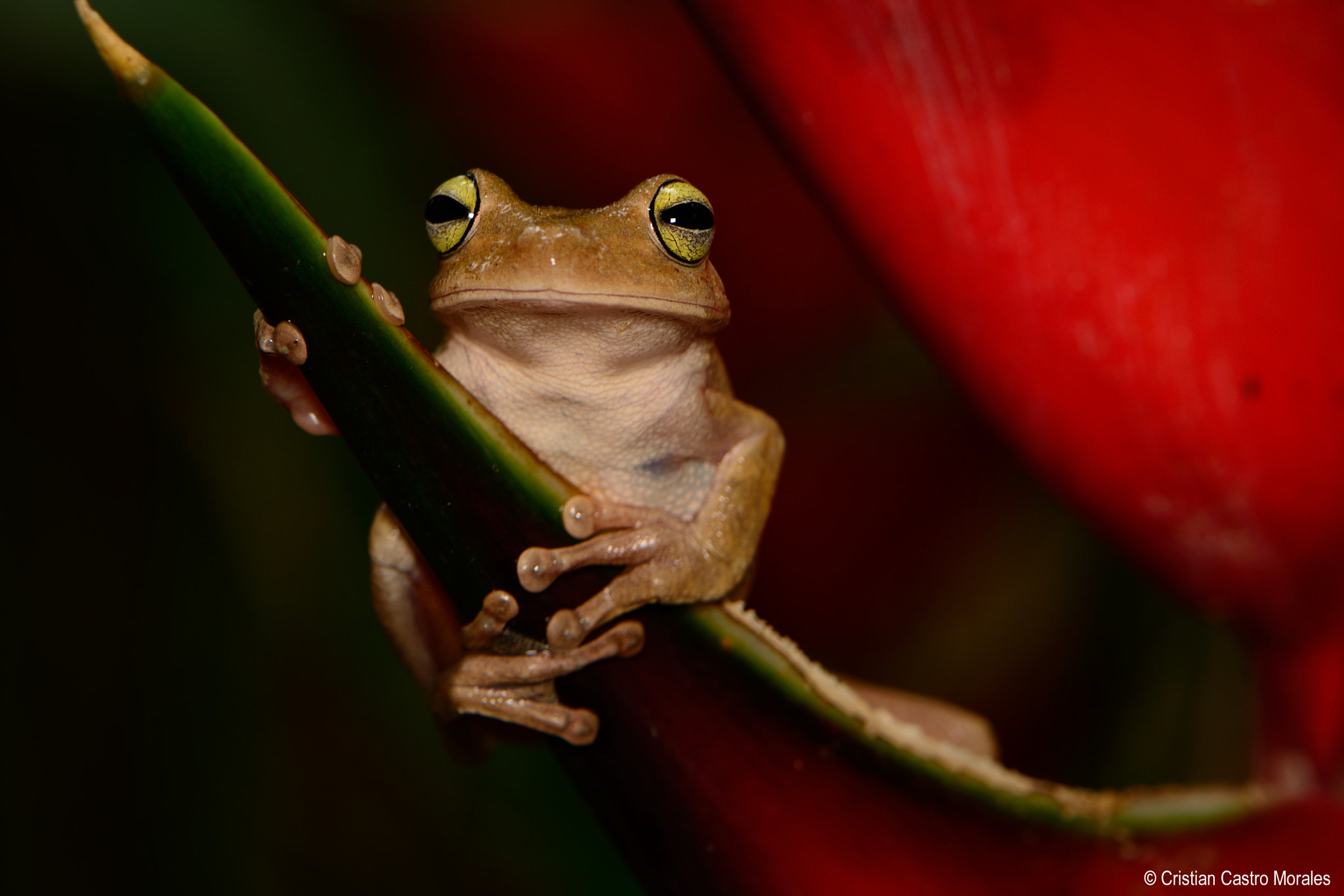 Nikon AF-S DX Micro-Nikkor 85mm F3.5G ED VR sample photo. Emerald-eyed treefrog (hypsiboas crepitans) photography