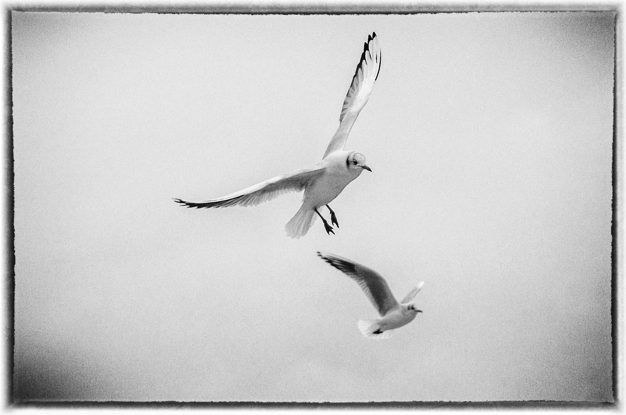 Nikon D5000 sample photo. Reworked seagull photography