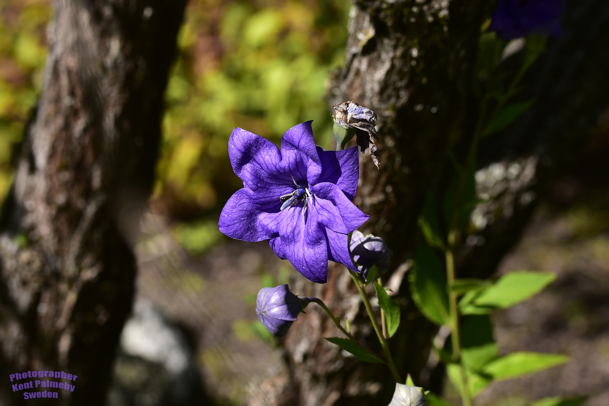 Nikon D810 + Tamron SP 90mm F2.8 Di VC USD 1:1 Macro (F004) sample photo. Purple wildflower photography