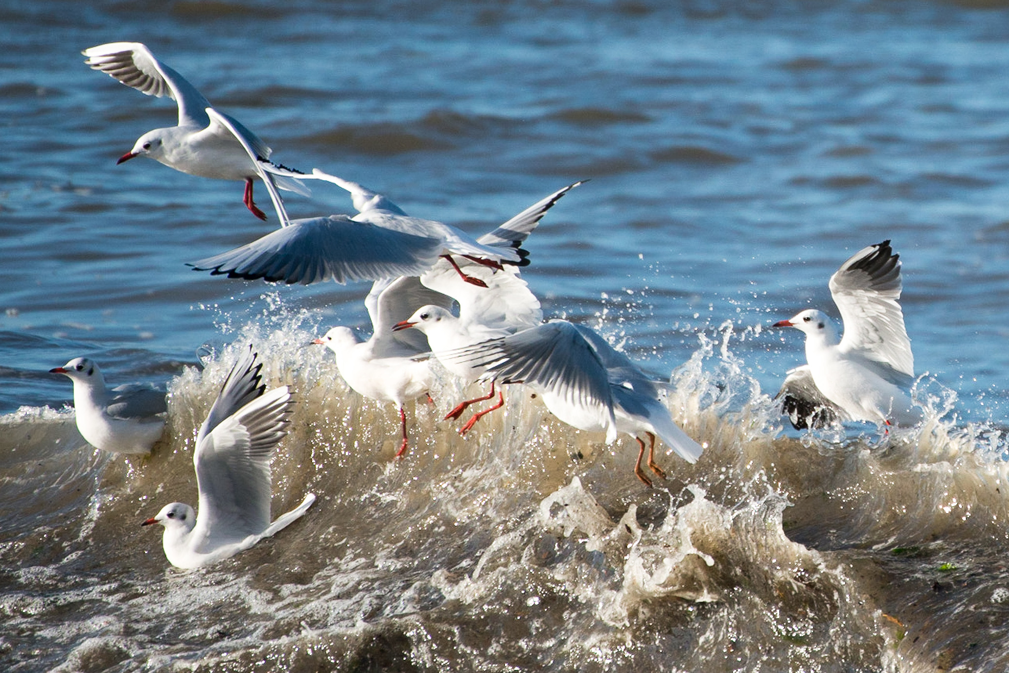 Nikon D800 sample photo. Headed seagulls photography