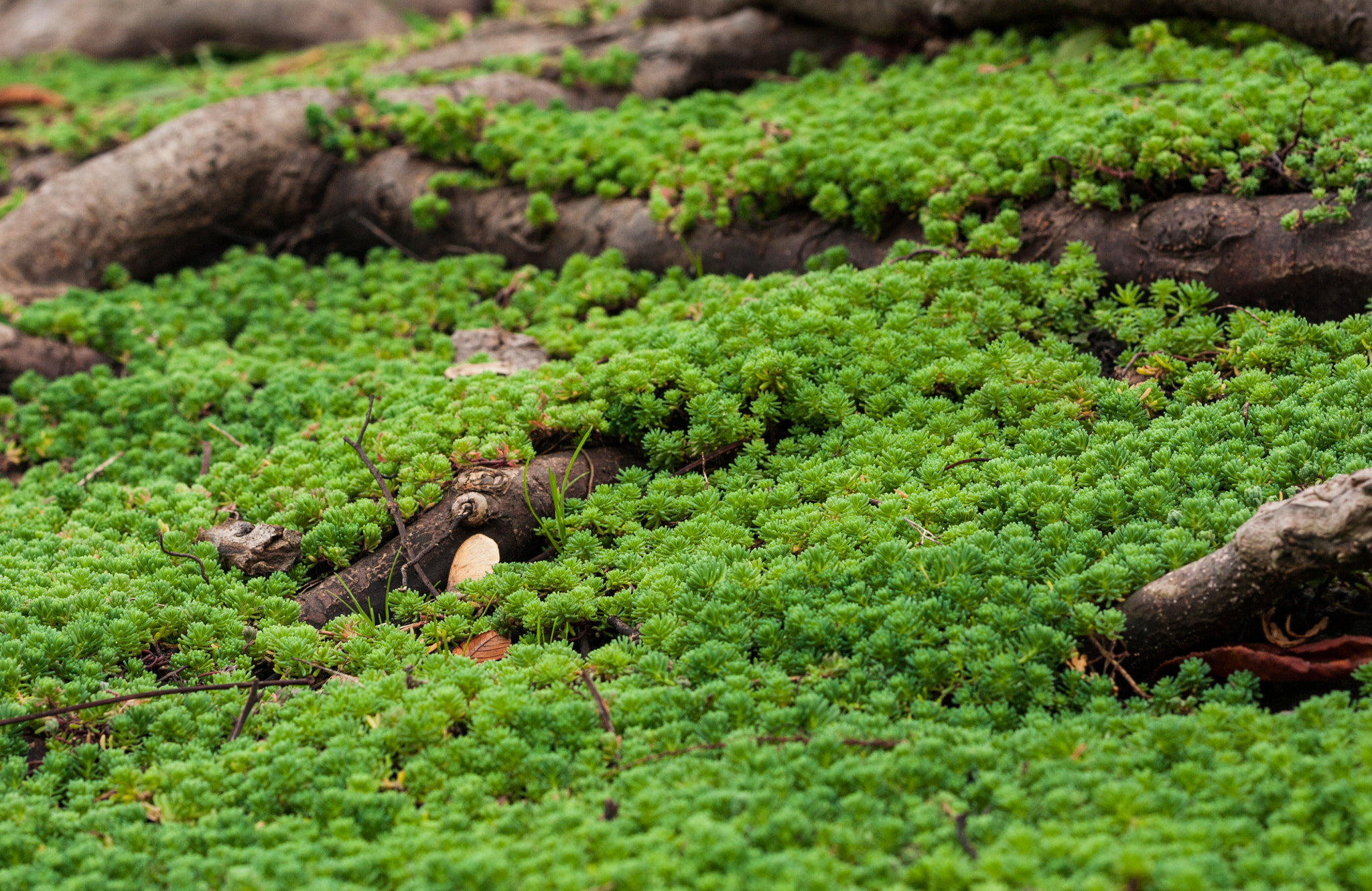 Canon EOS 450D (EOS Rebel XSi / EOS Kiss X2) sample photo. Roots among the green photography
