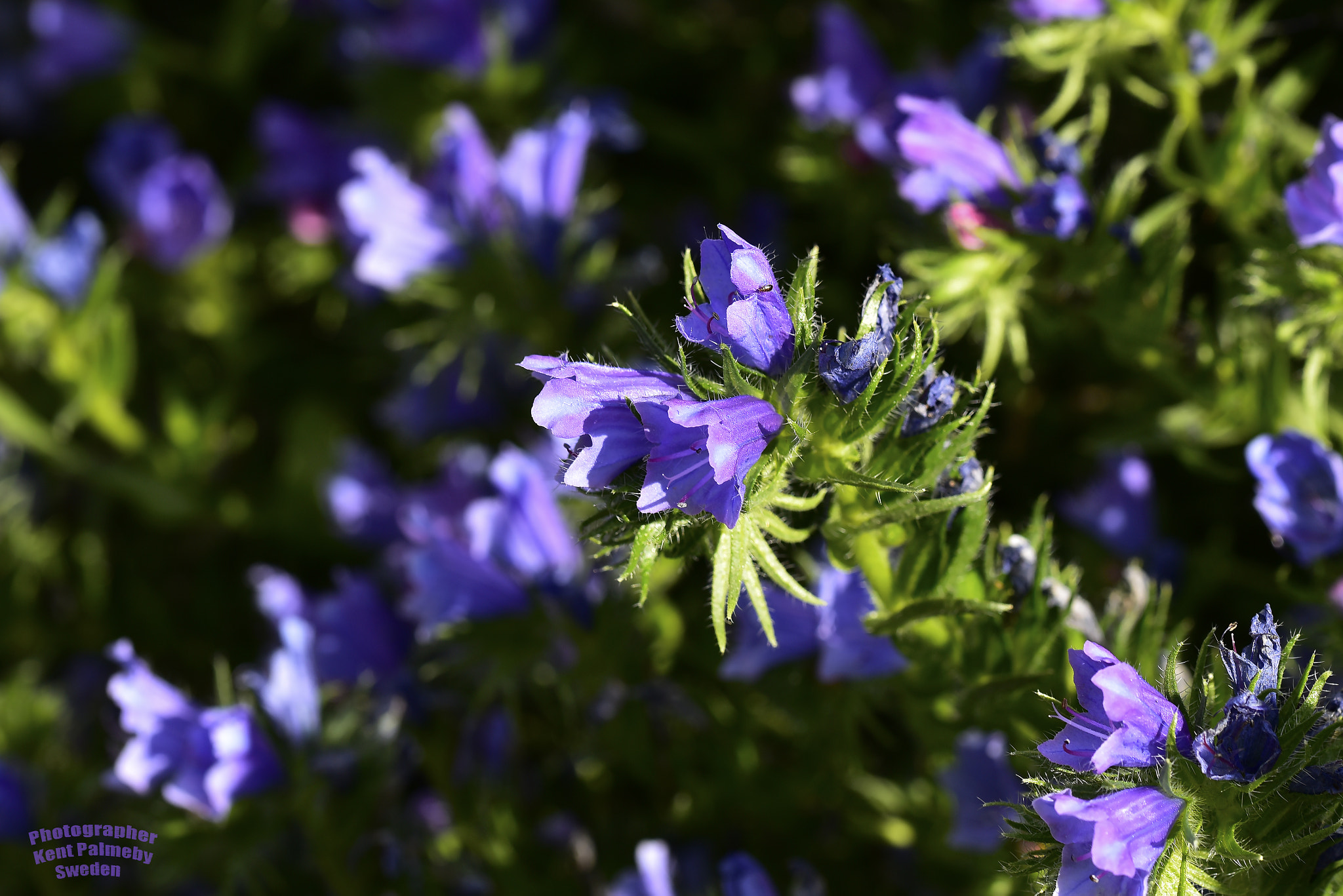 Nikon D810 + Tamron SP 90mm F2.8 Di VC USD 1:1 Macro (F004) sample photo. Blue bells photography