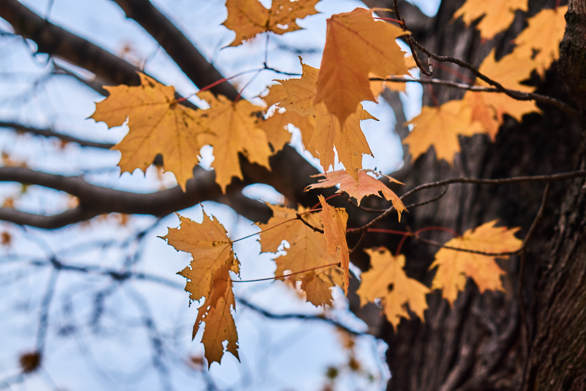 Sony a6000 + Sony E 50mm F1.8 OSS sample photo. Leaves in fall photography