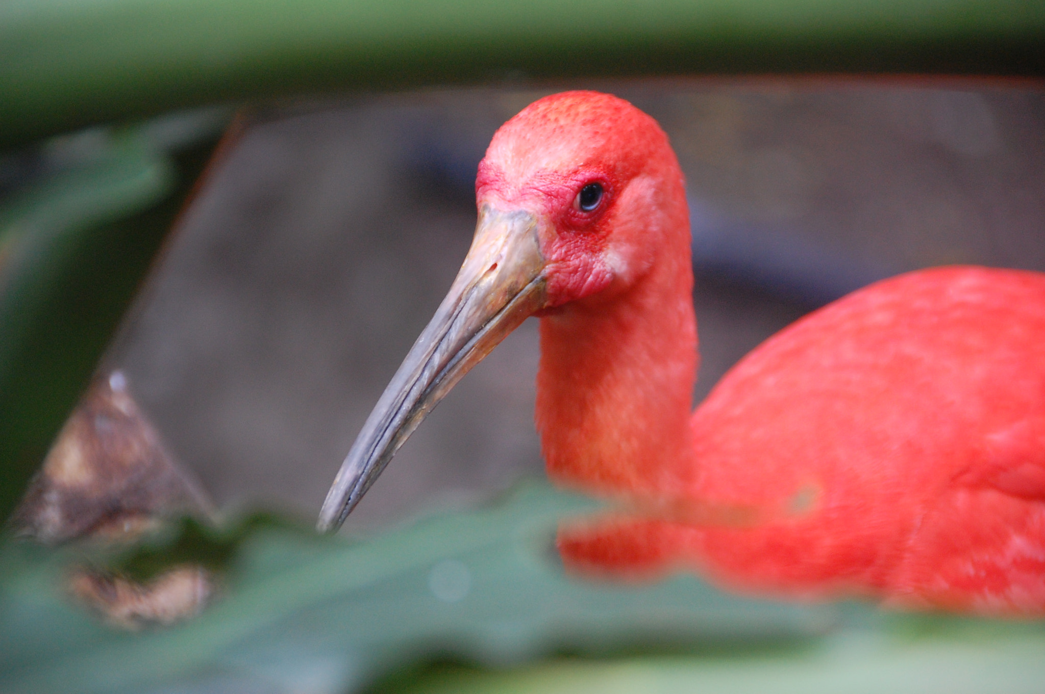 Nikon D40 sample photo. Scarlet photography