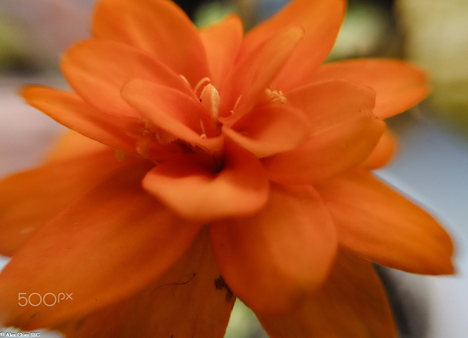 Xiaomi HM 1SC sample photo. 20161104-dsc_0430 photography