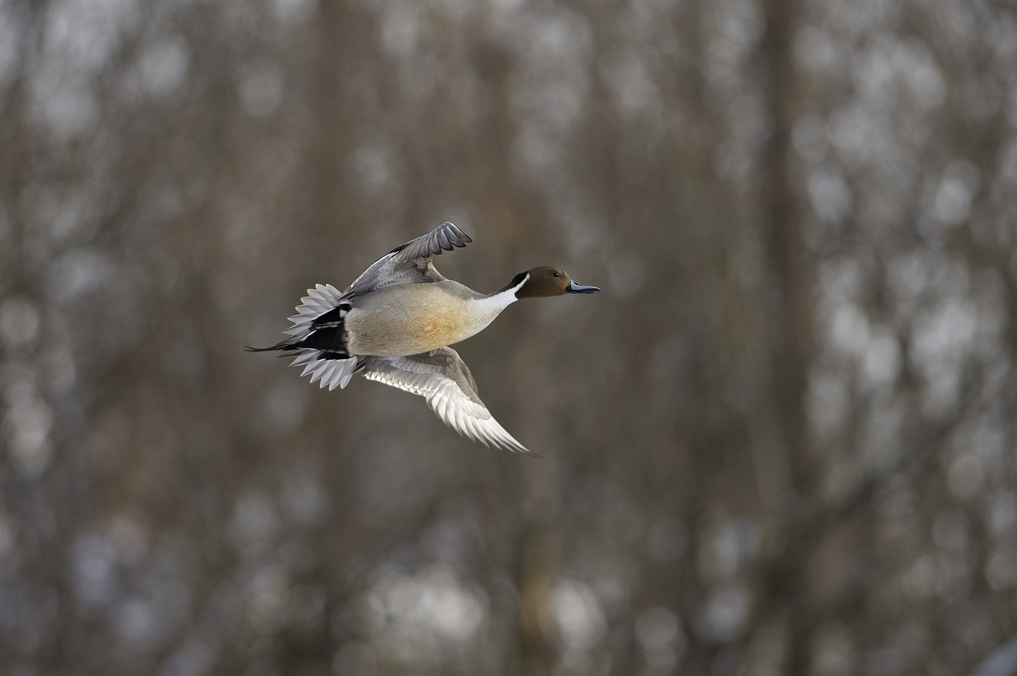 Nikon D3 sample photo. Northern pintail photography