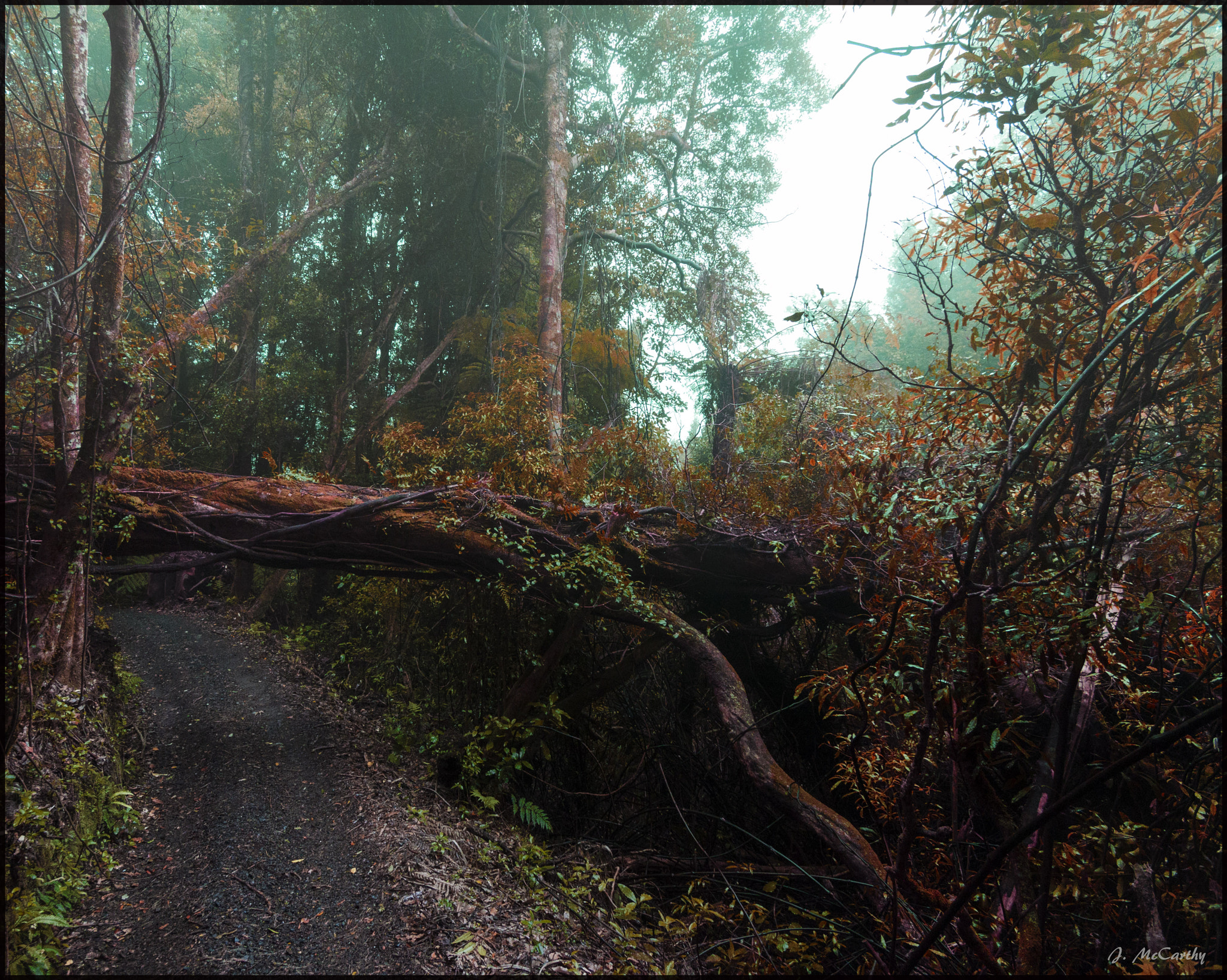 Canon EF-S 10-22mm F3.5-4.5 USM sample photo. Path through the fog photography