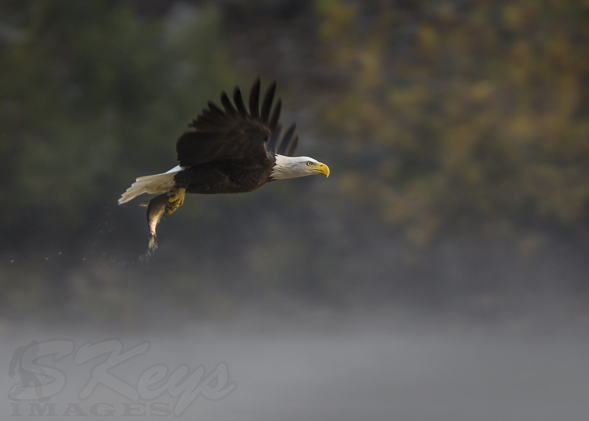 Sigma 500mm F4.5 EX DG HSM sample photo. Warm on fog (bald eagle) photography