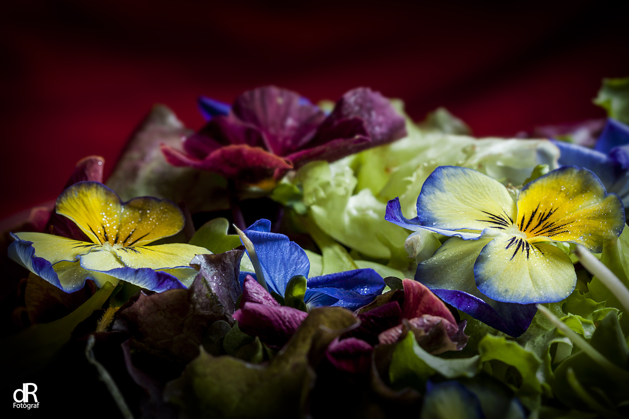 Canon EF 100mm F2.8 Macro USM sample photo. Germinarte photography