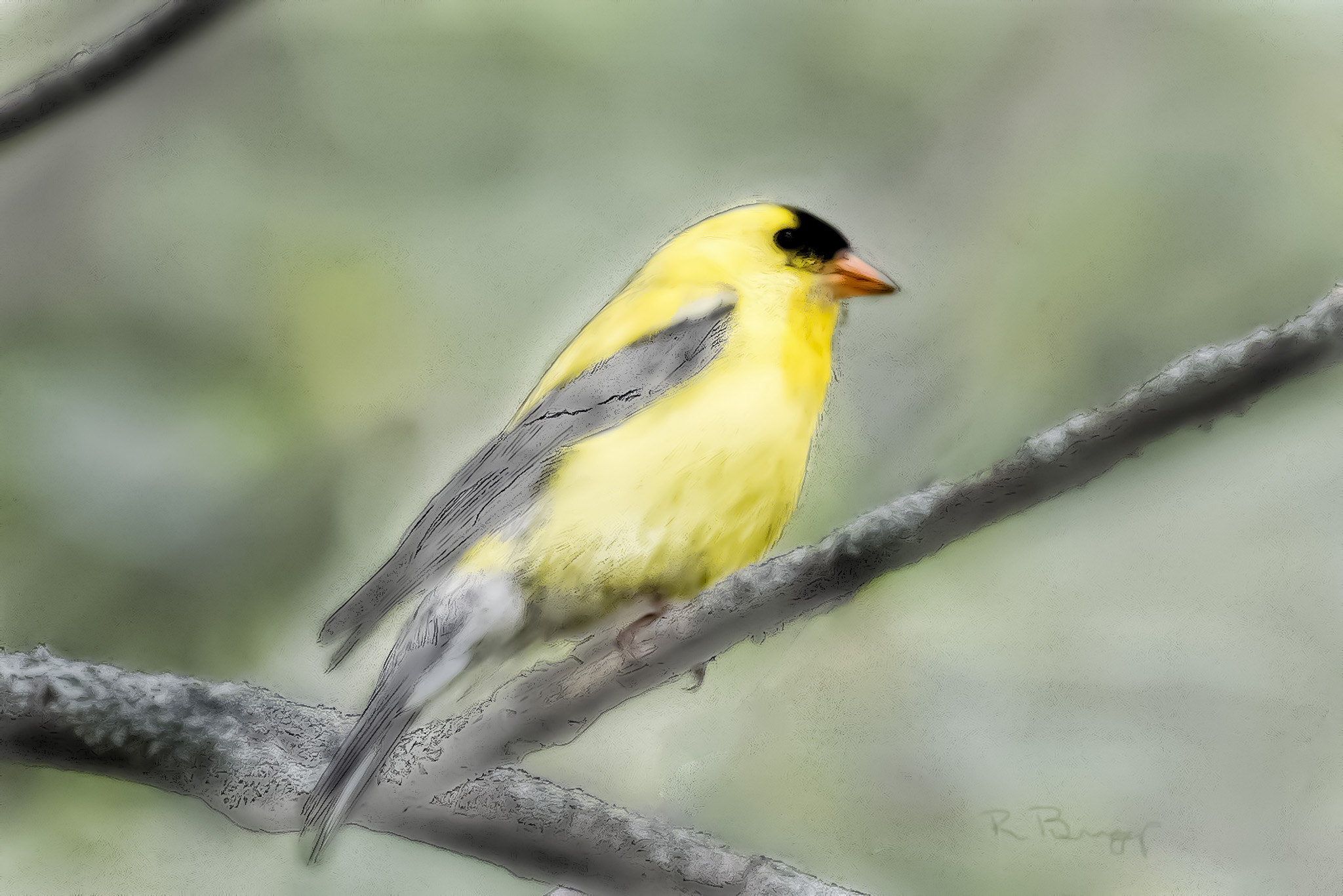 Canon EOS 750D (EOS Rebel T6i / EOS Kiss X8i) + Canon EF 100-400mm F4.5-5.6L IS USM sample photo. Yellow finch photography