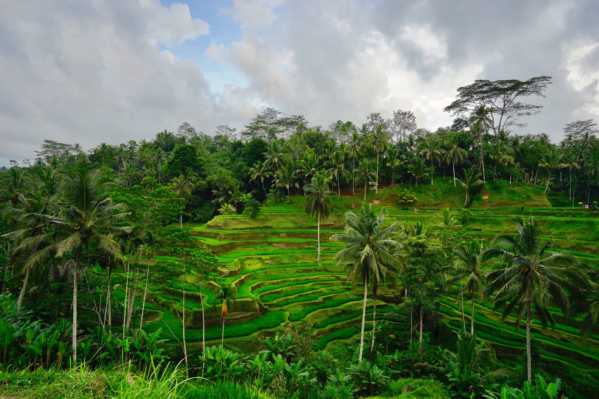 Sony a7 II + Sony Vario-Tessar T* FE 16-35mm F4 ZA OSS sample photo. Tegallalang rice terraces in bali photography