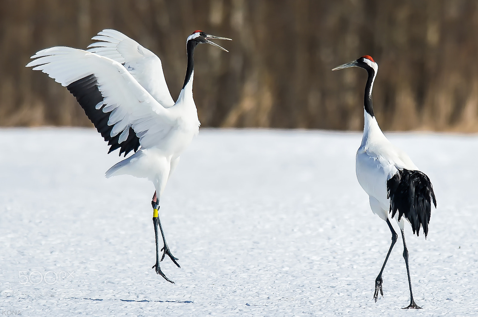 Nikon AF-S Nikkor 400mm F2.8G ED VR II sample photo. Tantyou     30150107484. photography