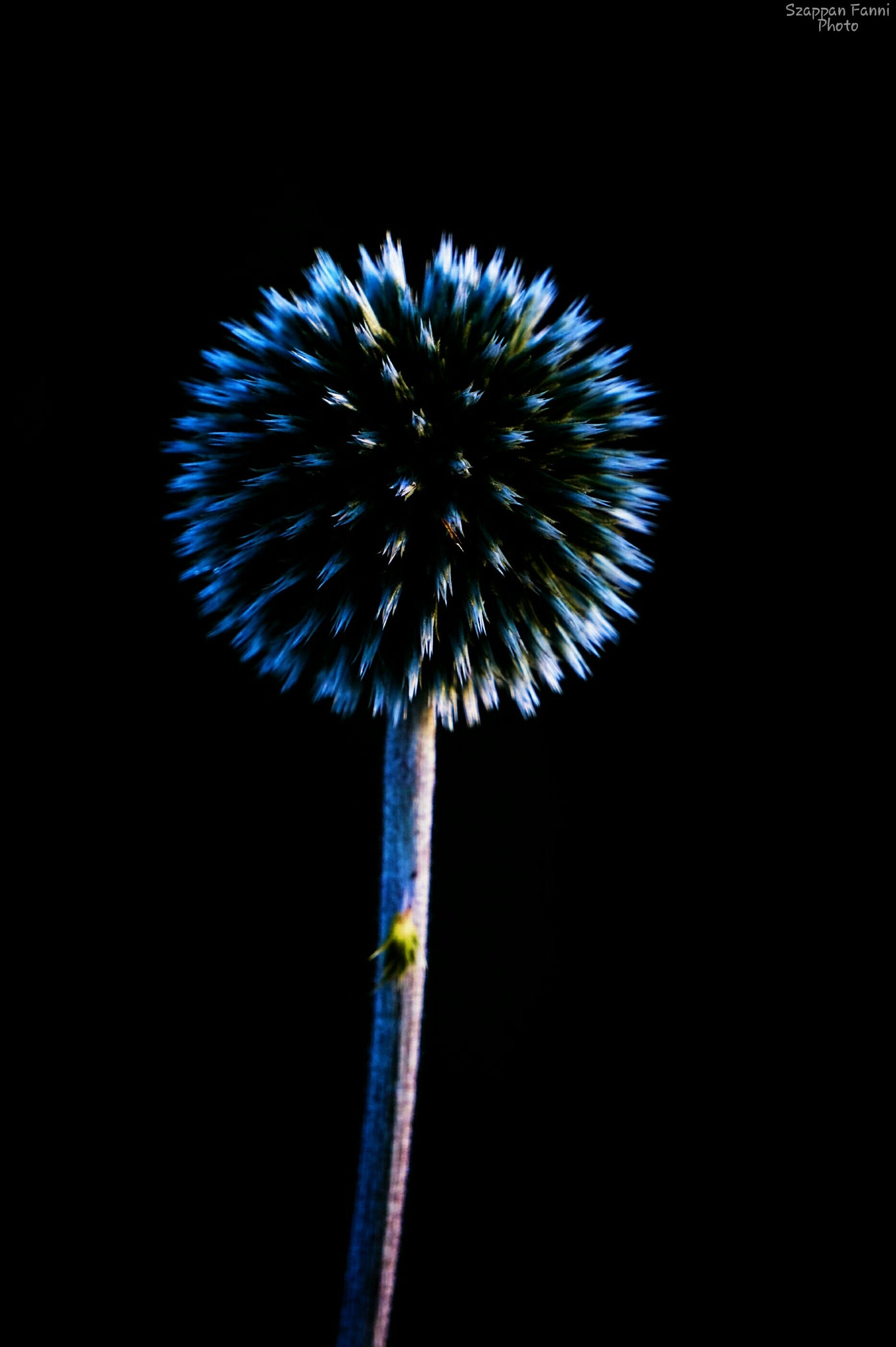 Sony Alpha a3000 sample photo