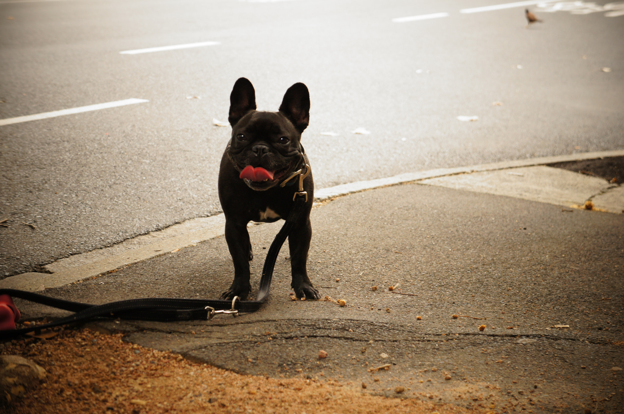 Sony Alpha NEX-C3 sample photo. Dog on a rest photography