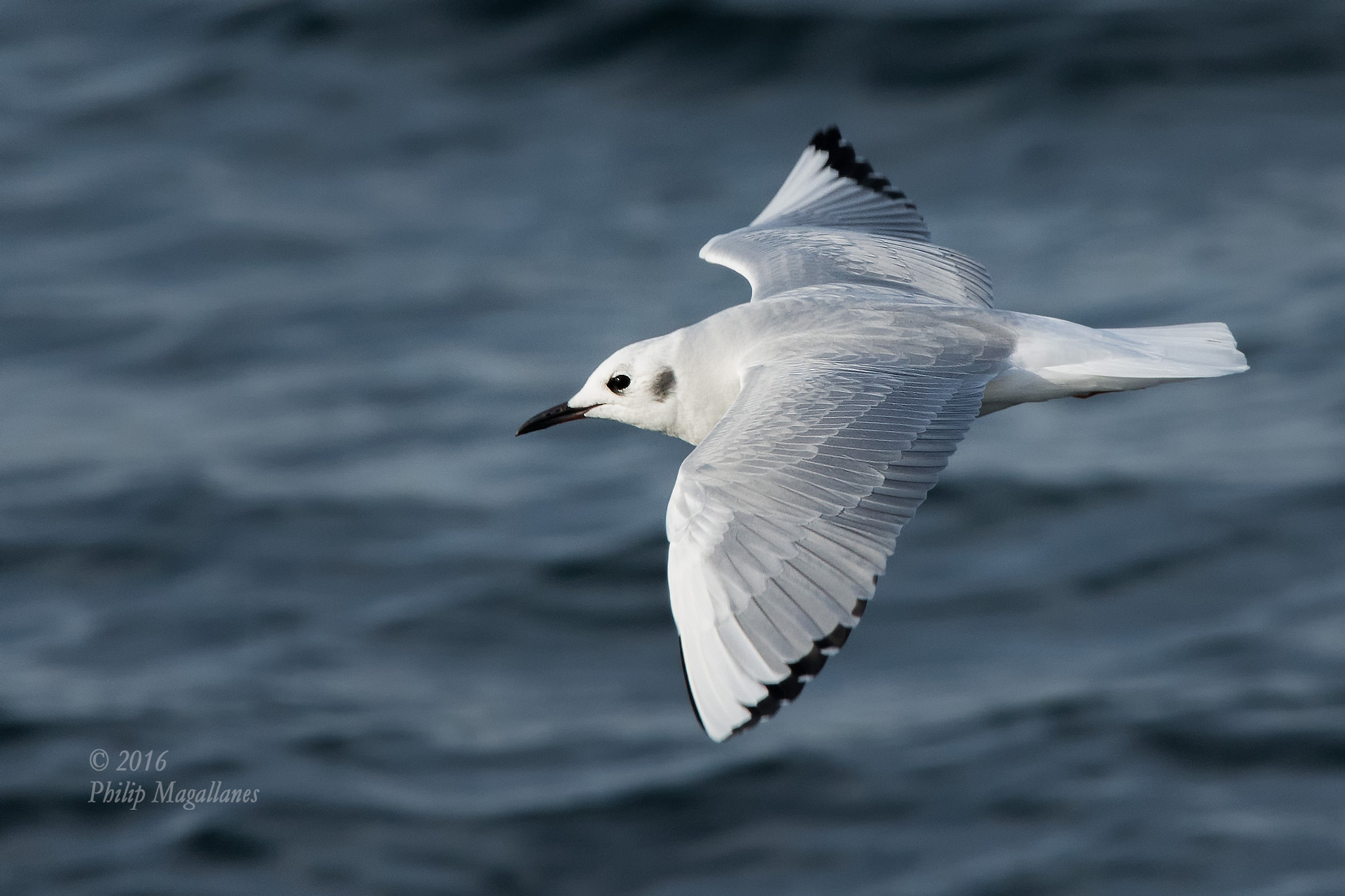 Nikon Nikkor AF-S 300mm F4E PF ED VR sample photo. Bonaparte's gull in flight photography