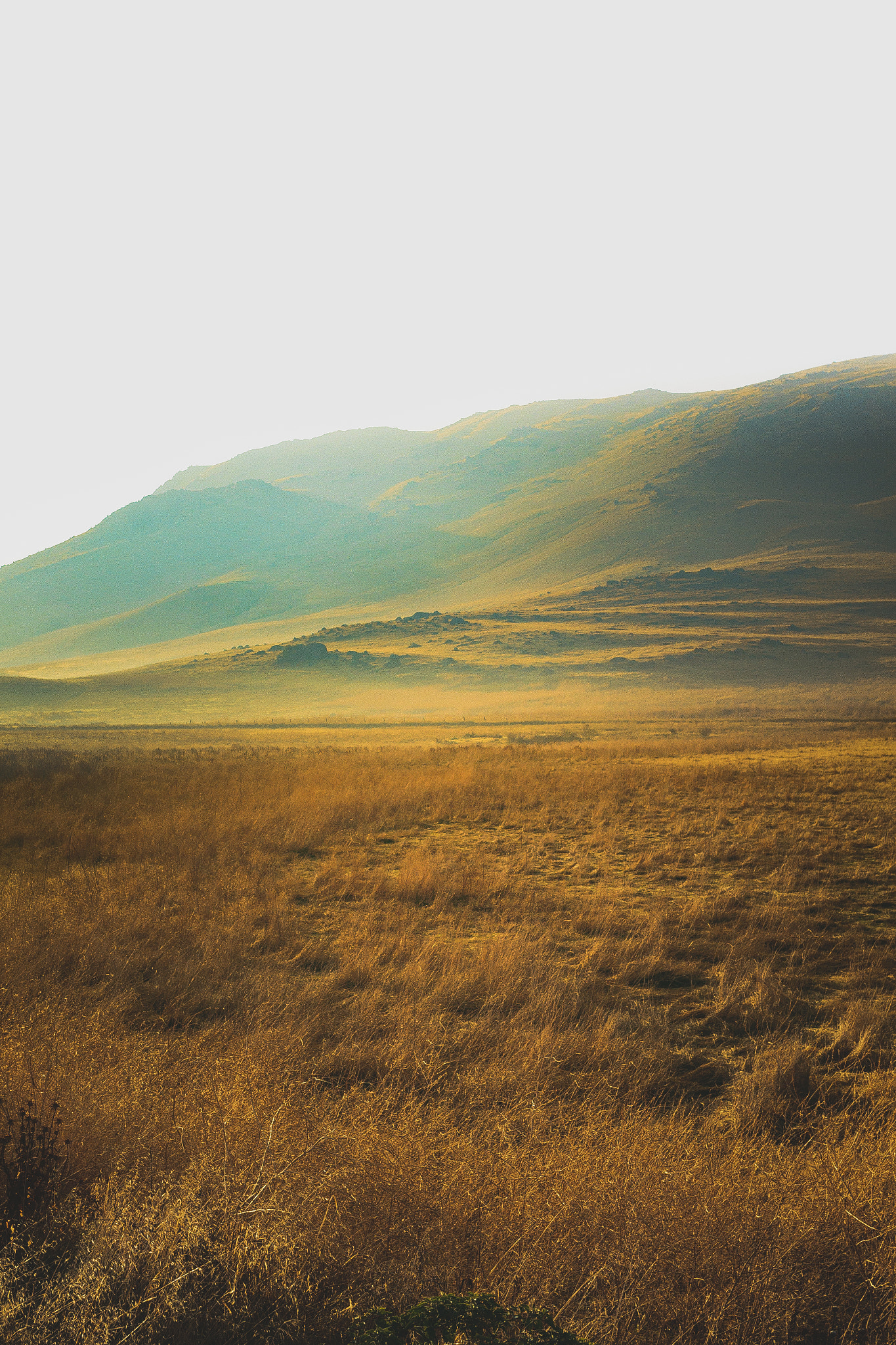 Sigma 30mm F1.4 EX DC HSM sample photo. Rolling hills in golden california photography