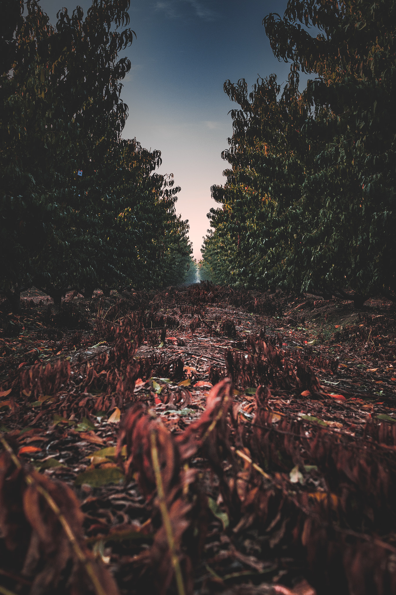 Sigma 30mm F1.4 EX DC HSM sample photo. Fog in between orange trees in orchard photography