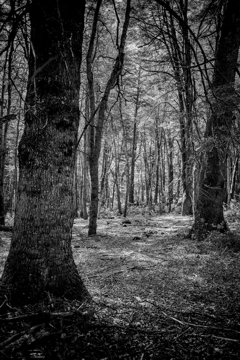 Tamron SP AF 17-50mm F2.8 XR Di II LD Aspherical (IF) sample photo. Altos de lircay photography