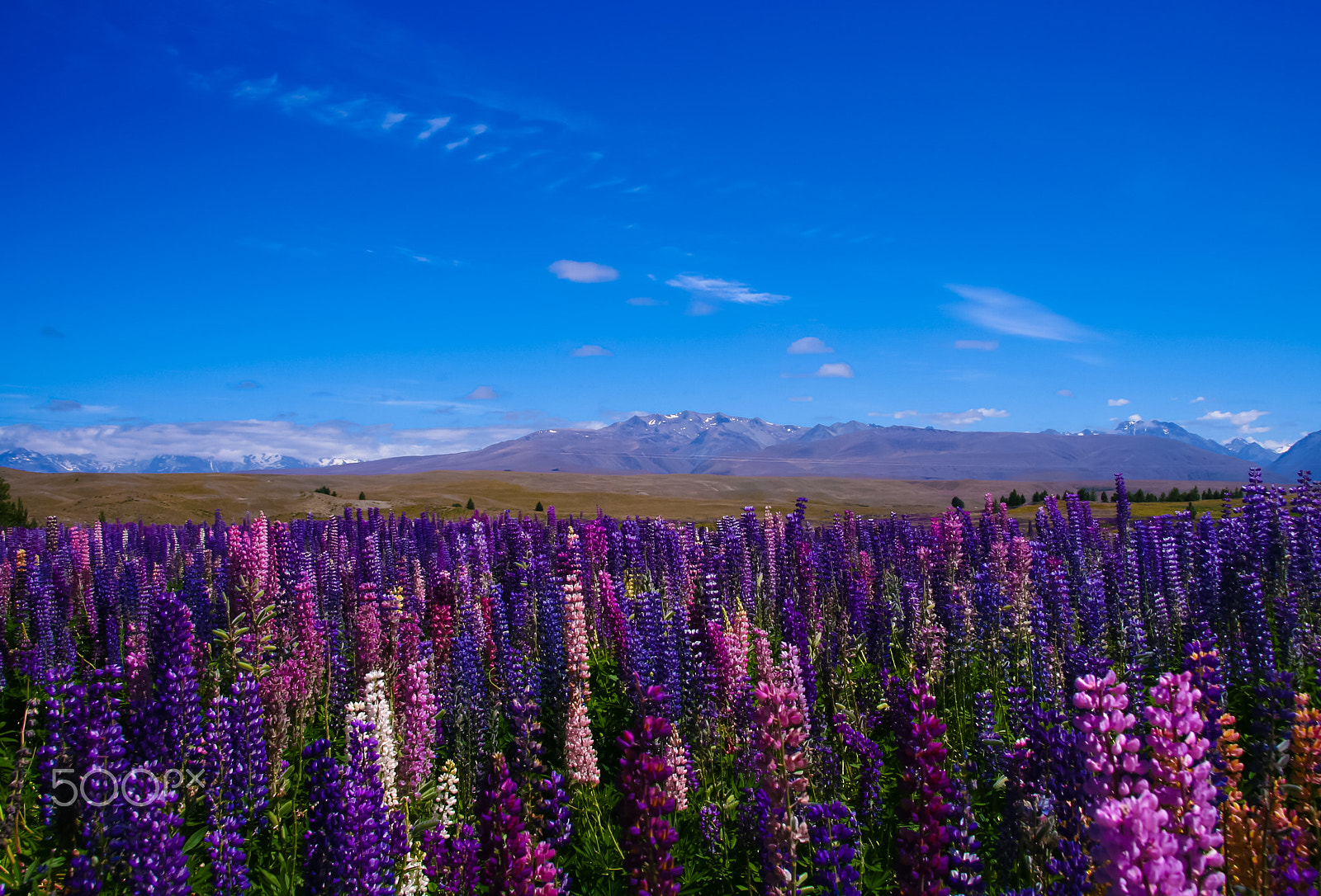 Canon EOS 350D (EOS Digital Rebel XT / EOS Kiss Digital N) sample photo. Southern alps and lupine flowers photography