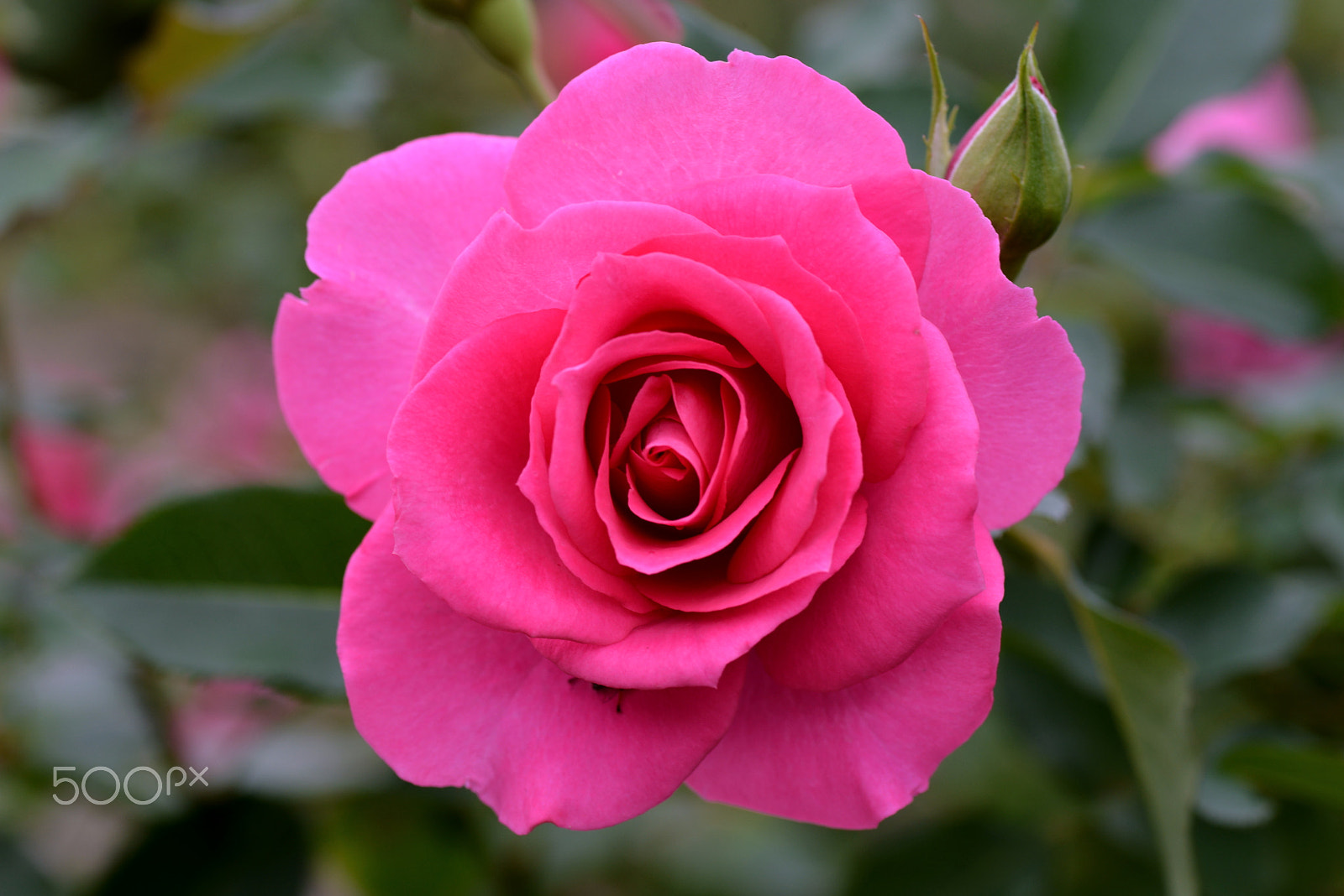 Nikon D600 sample photo. Autumn rose photography