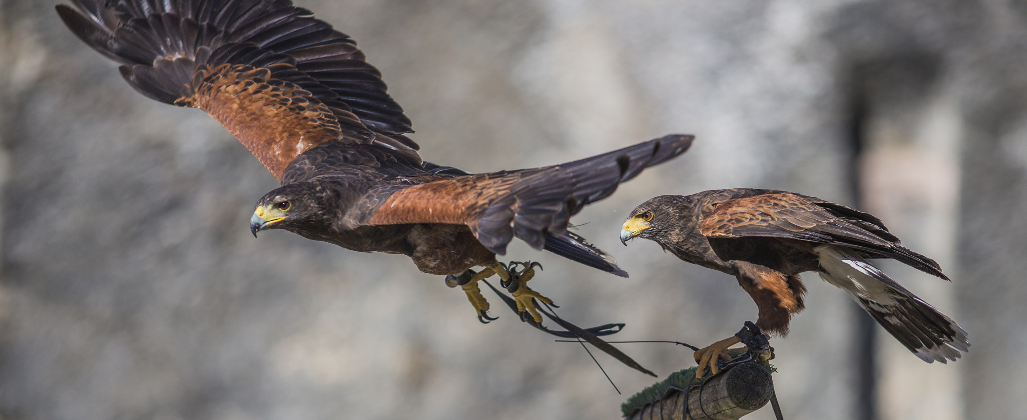 Canon EOS 6D + Canon EF 200mm F2.8L II USM sample photo. Birds of prey photography