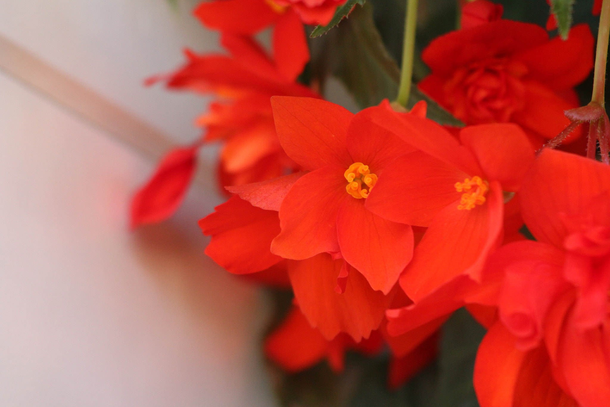 Canon EF 90-300mm F4.5-5.6 sample photo