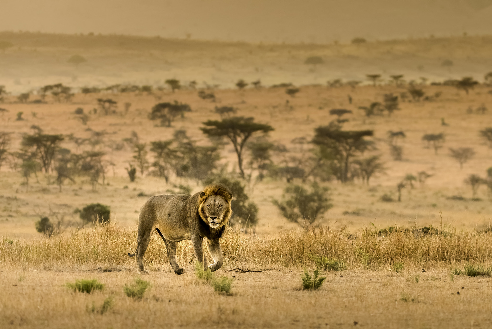 Nikon AF-S Nikkor 200-400mm F4G ED-IF VR sample photo. Dynasty king photography