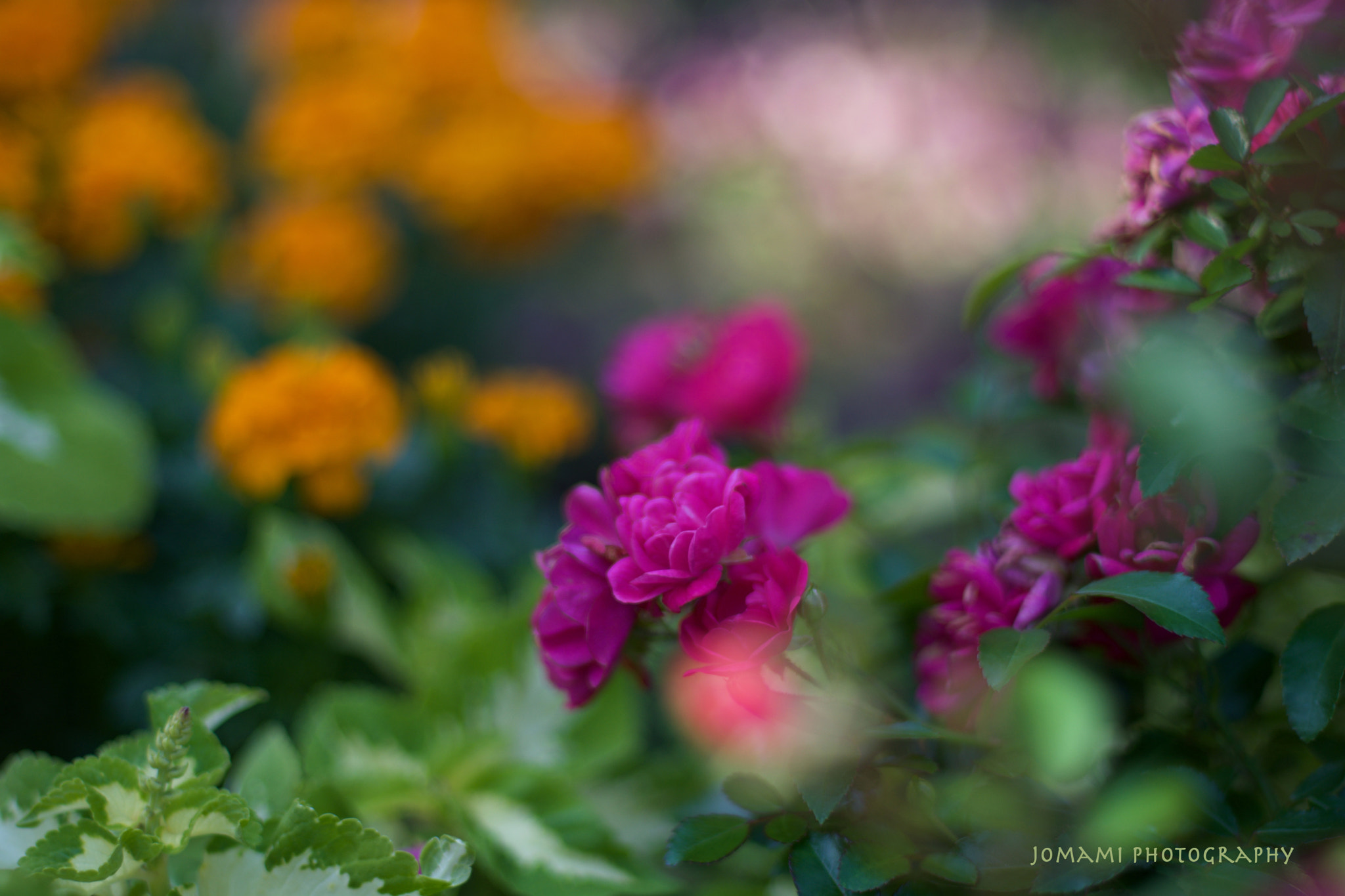 Nikon D7100 + AF Nikkor 50mm f/1.8 sample photo. Dream photography