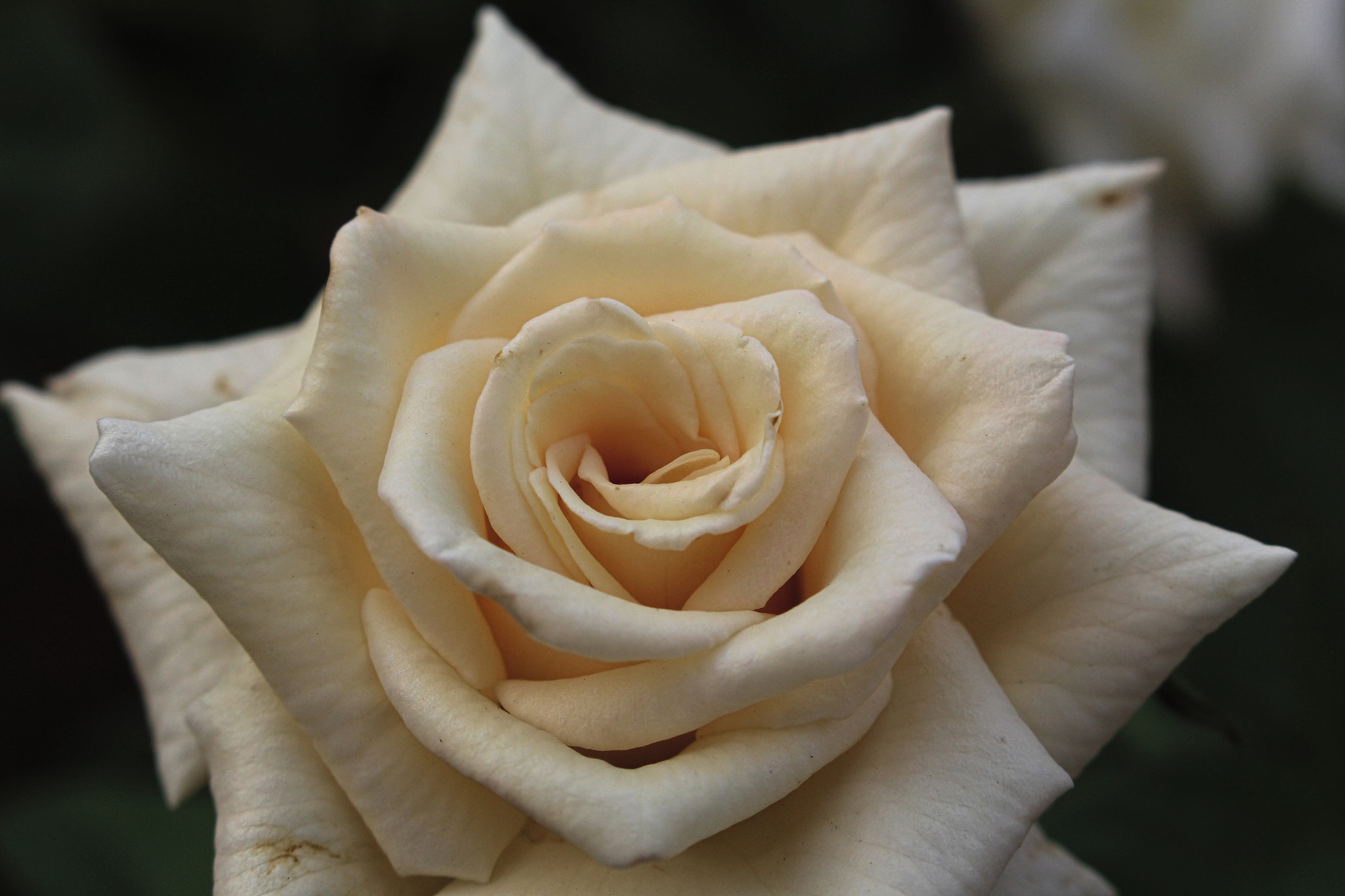 Canon EOS 700D (EOS Rebel T5i / EOS Kiss X7i) + Canon EF-S 18-55mm F3.5-5.6 IS STM sample photo. White rose photography