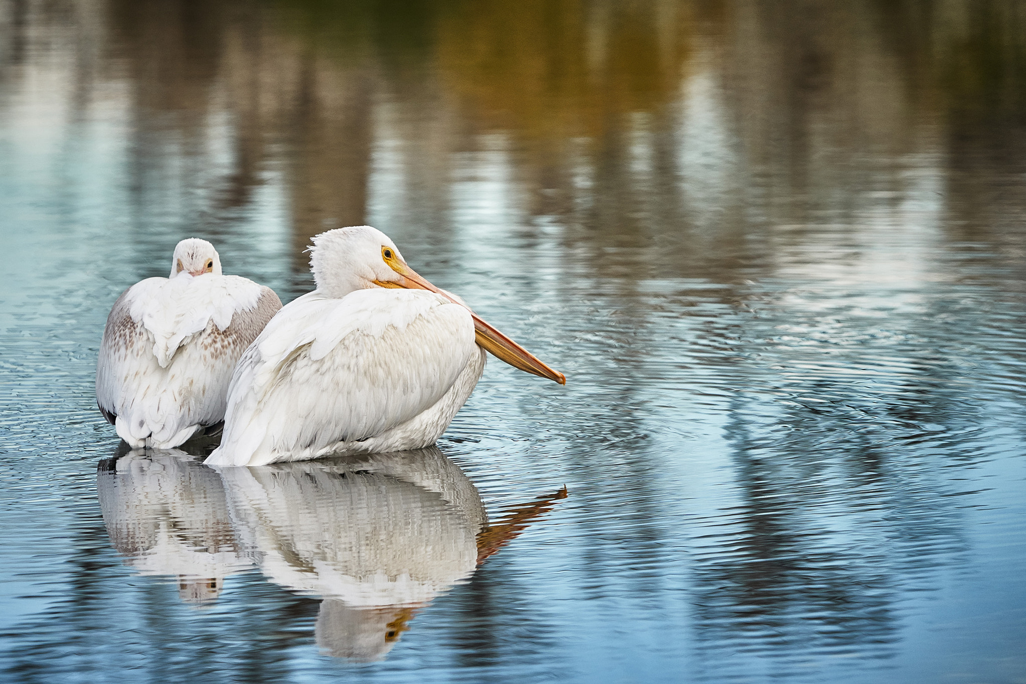 Sony a6300 + Sony FE 70-200mm F4 G OSS sample photo. Pelicans resting on lake josephine photography