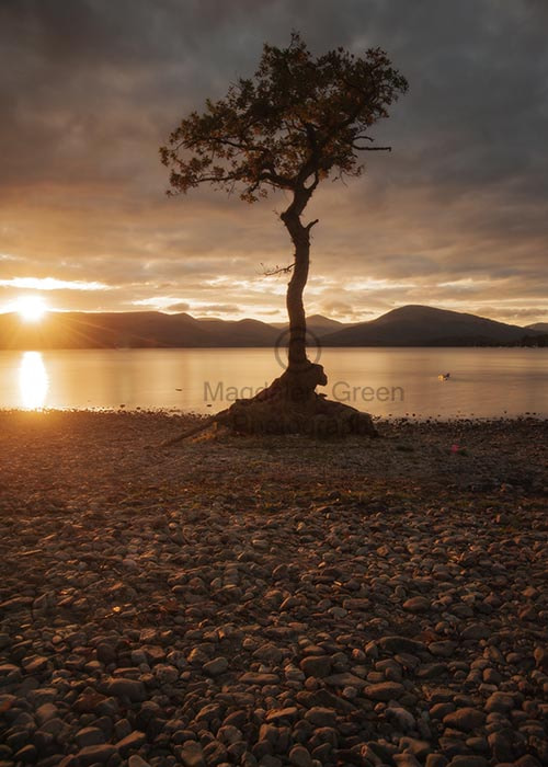 Nikon D700 sample photo. Lone tree - sunsets over milarrochy bay - loch lomond - scotland photography