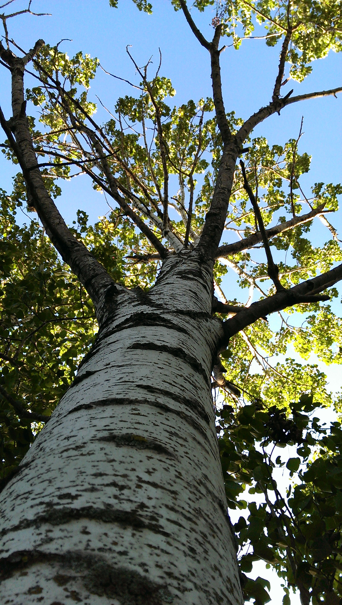 HTC ONE sample photo. True green photography