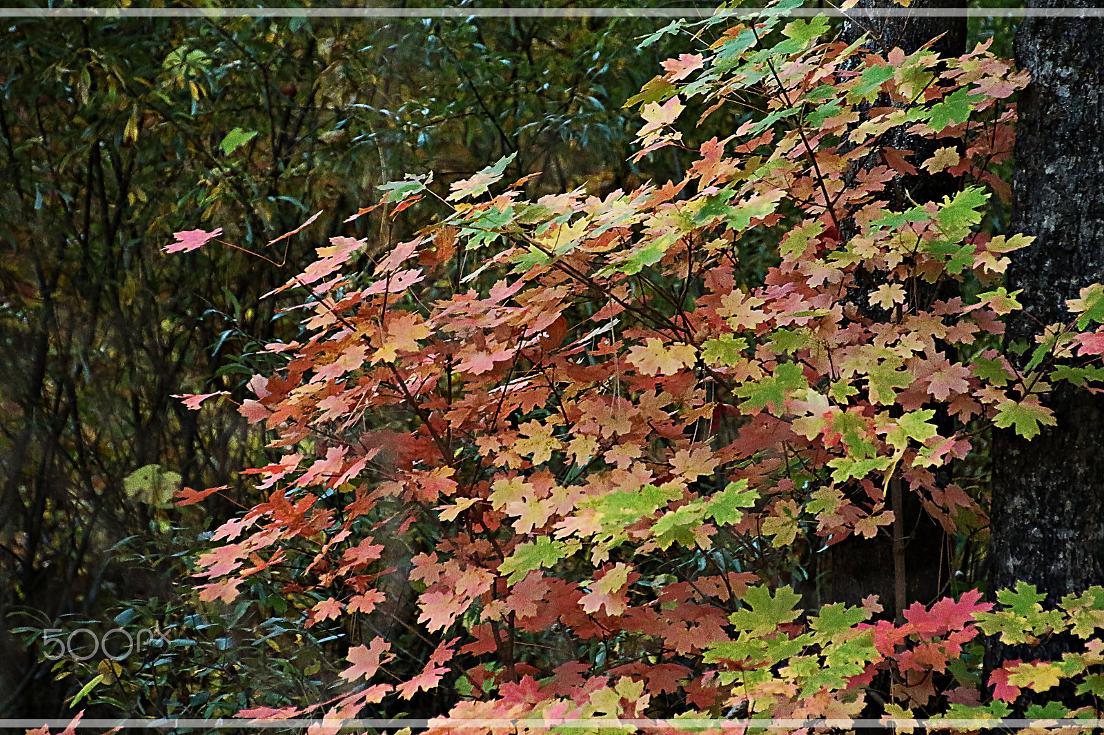 Canon EOS 7D Mark II + Tamron 18-270mm F3.5-6.3 Di II VC PZD sample photo. Its fall... the colors .. photography