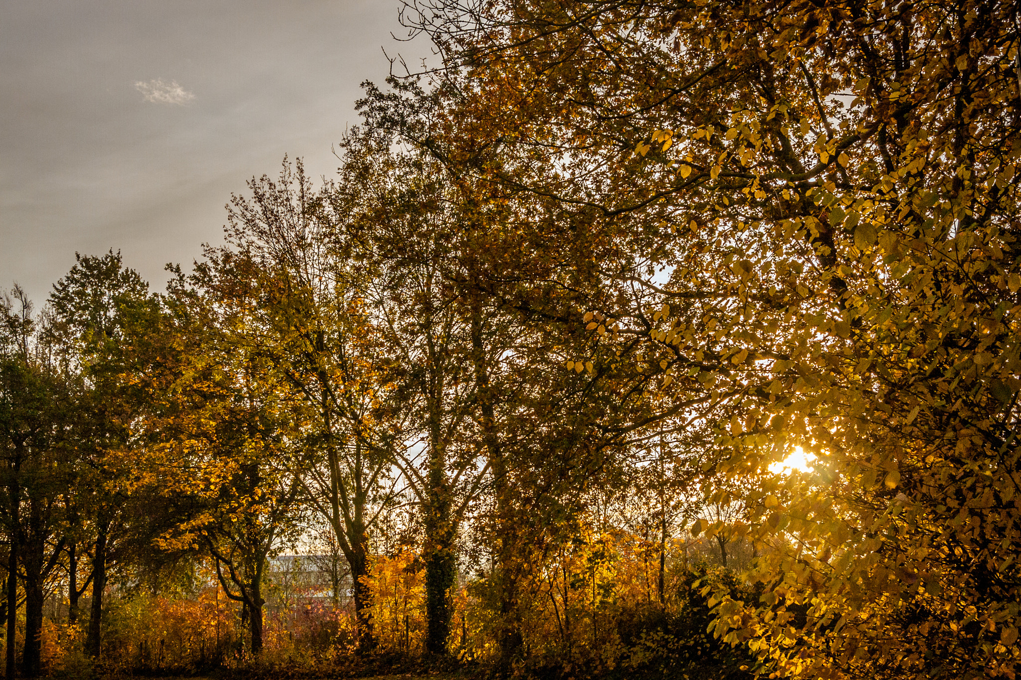 Canon EOS 40D sample photo. Autumn photography