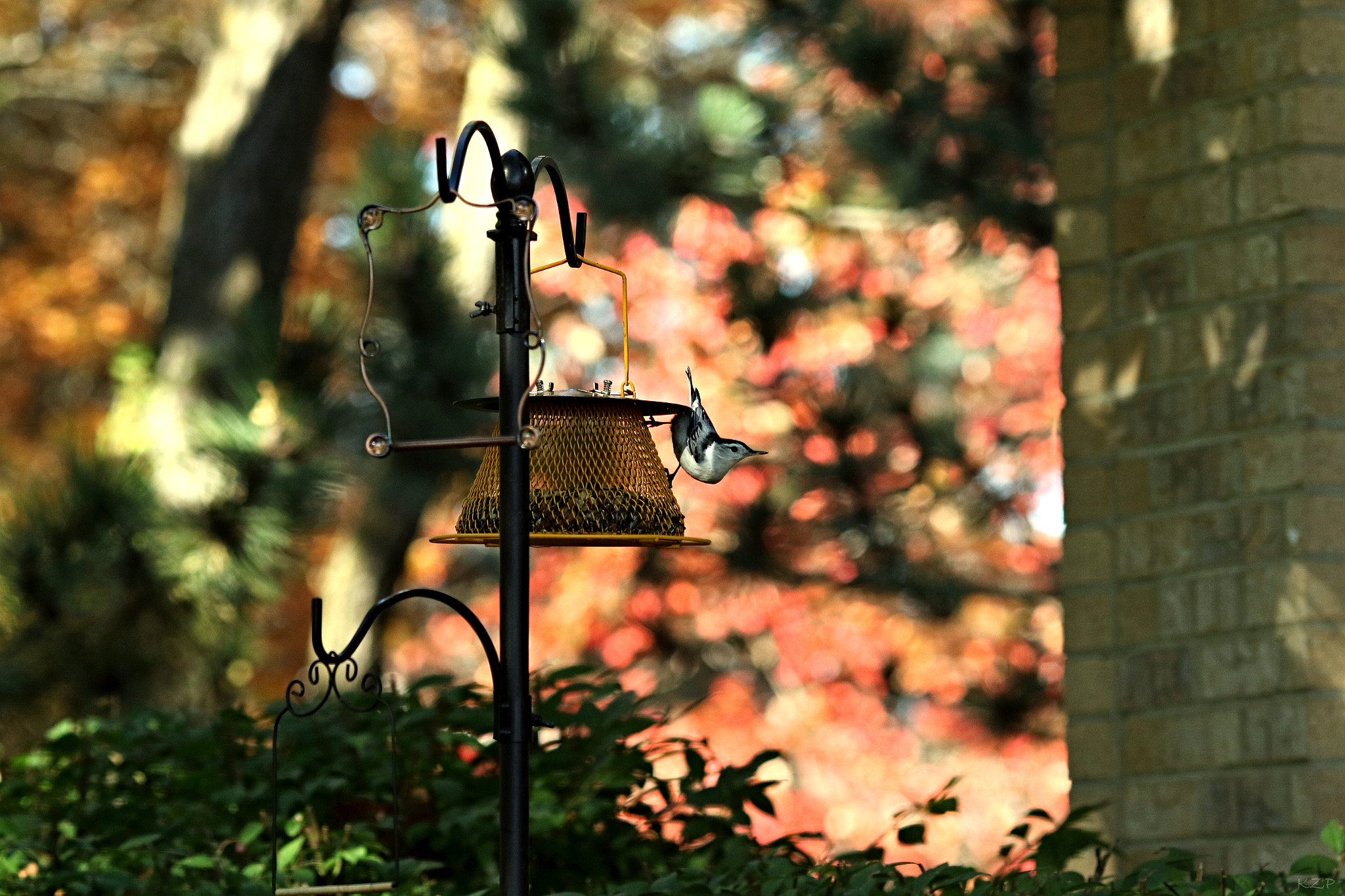 Canon EOS 7D Mark II sample photo. Nuthatch photography