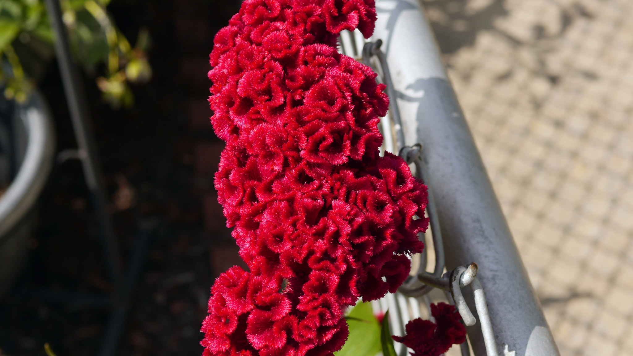 Panasonic Lumix DMC-GH3 + Panasonic Leica DG Summilux 25mm F1.4 II ASPH sample photo. Irish or scotish neighbor flowers photography