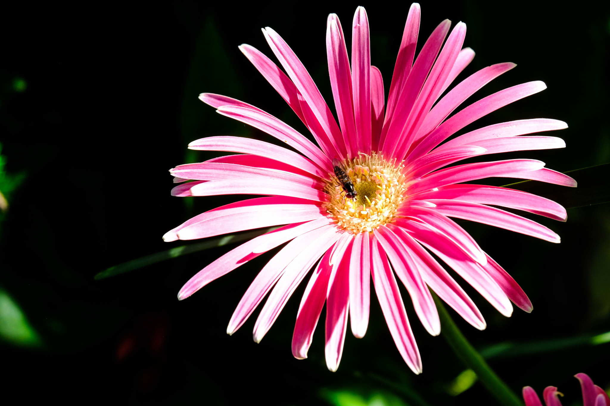 Fujifilm X-Pro2 + Fujifilm XC 50-230mm F4.5-6.7 OIS II sample photo. Gerbera and friend photography