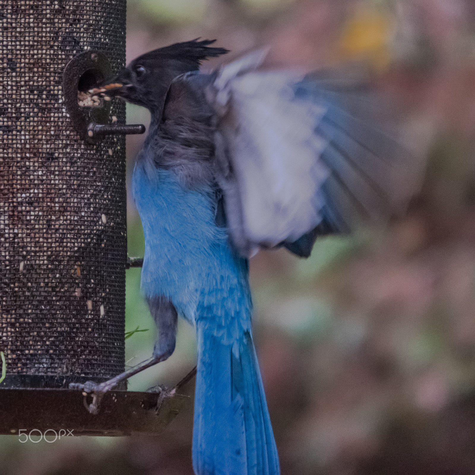 Sigma 120-400mm F4.5-5.6 DG OS HSM sample photo. Stellers jay photography