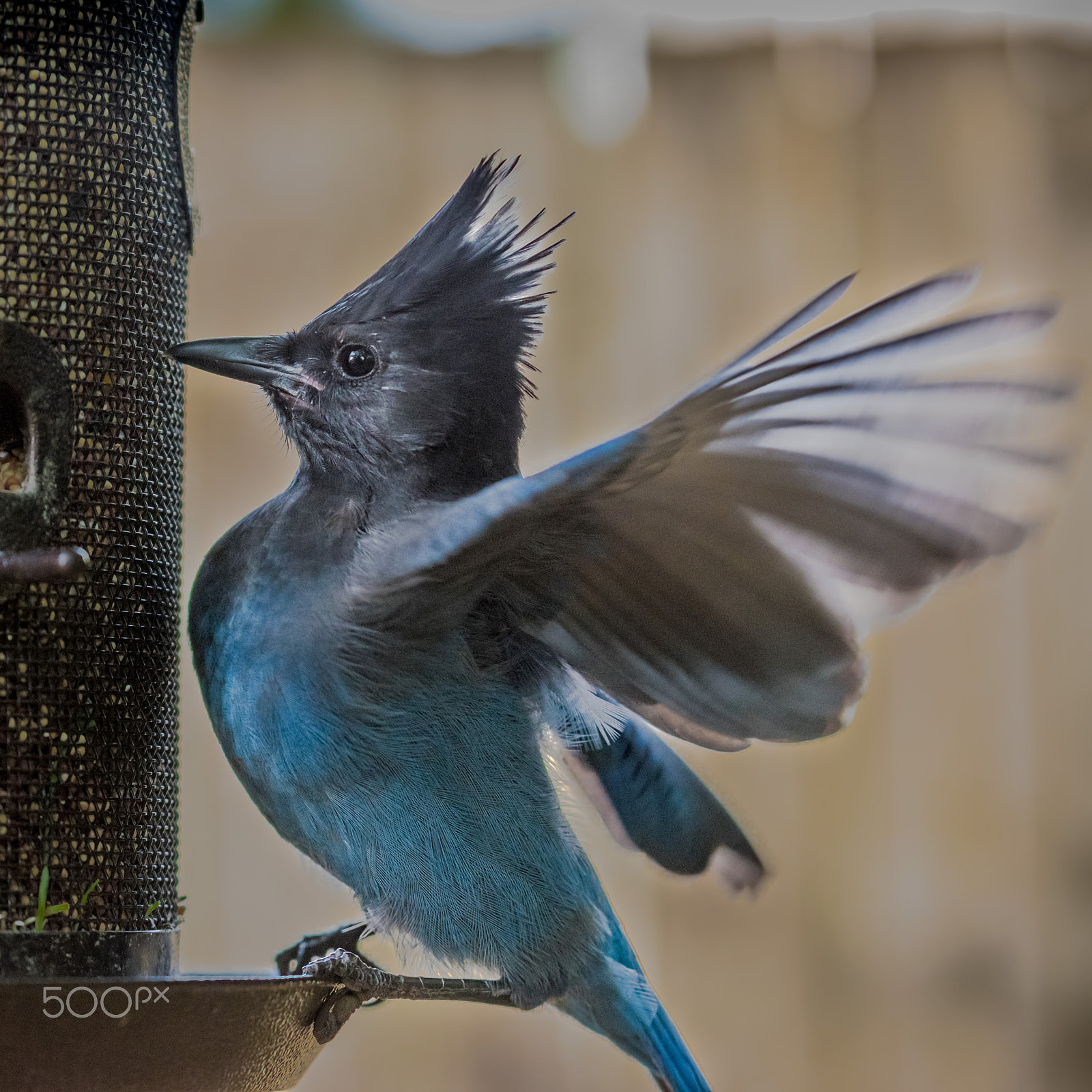 AF-S Zoom-Nikkor 80-200mm f/2.8D IF-ED sample photo. Stellers jay photography