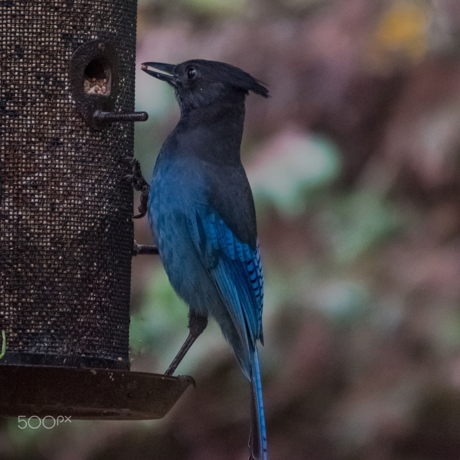 Sigma 120-400mm F4.5-5.6 DG OS HSM sample photo. Stellers jay photography