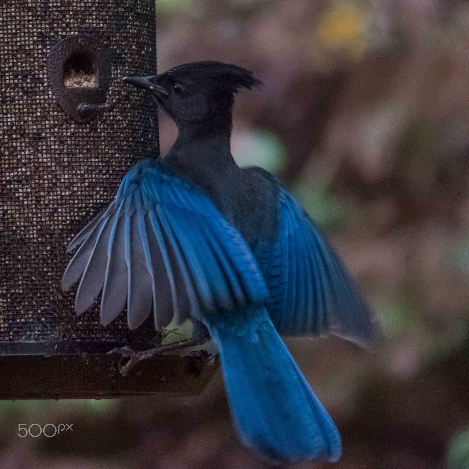 Sigma 120-400mm F4.5-5.6 DG OS HSM sample photo. Stellers jay photography