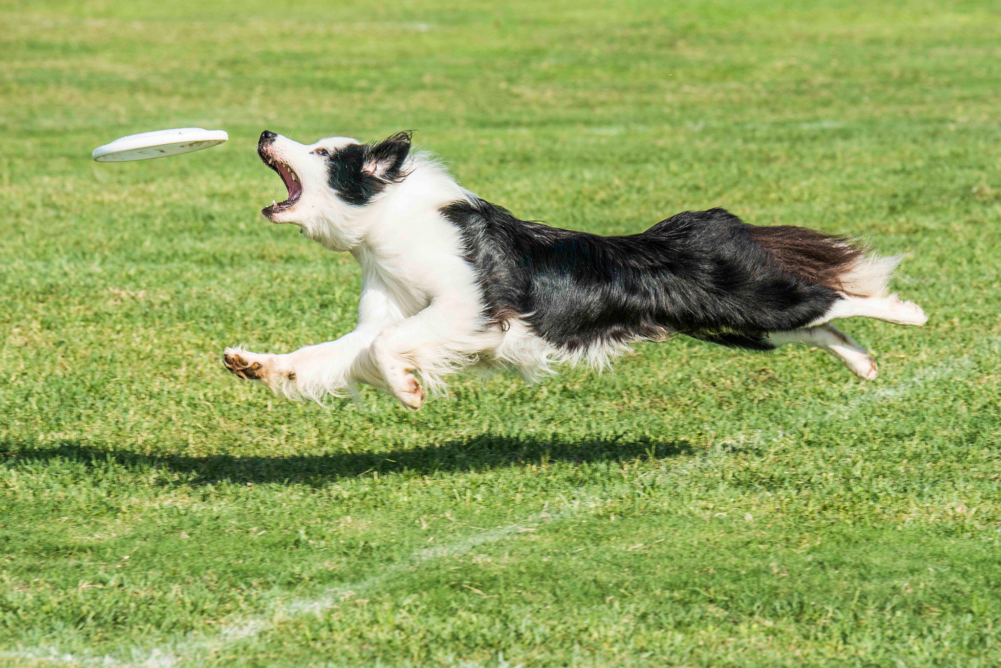 Nikon D800E sample photo. Disc dog photography