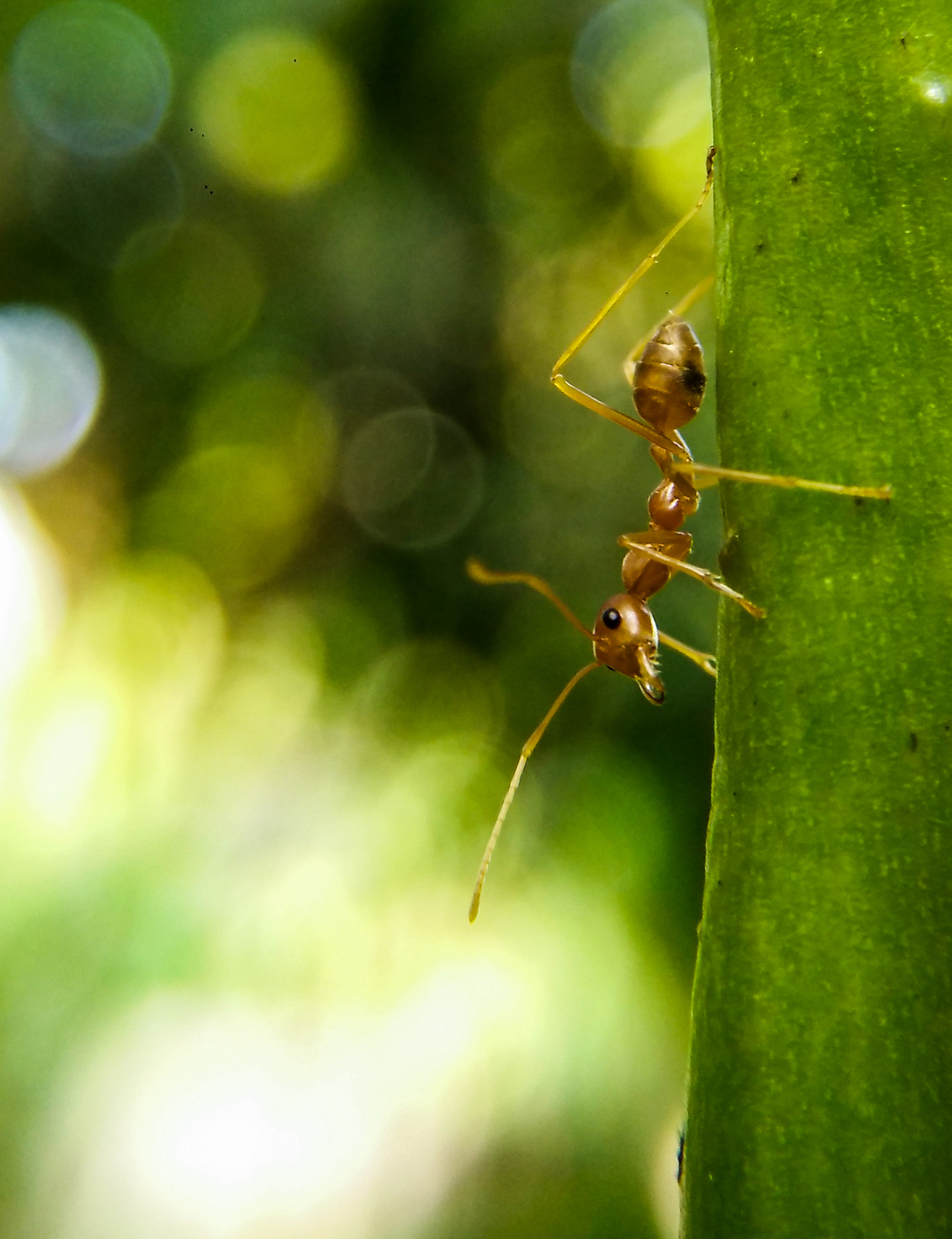 OPPO Find7 sample photo. Img photography