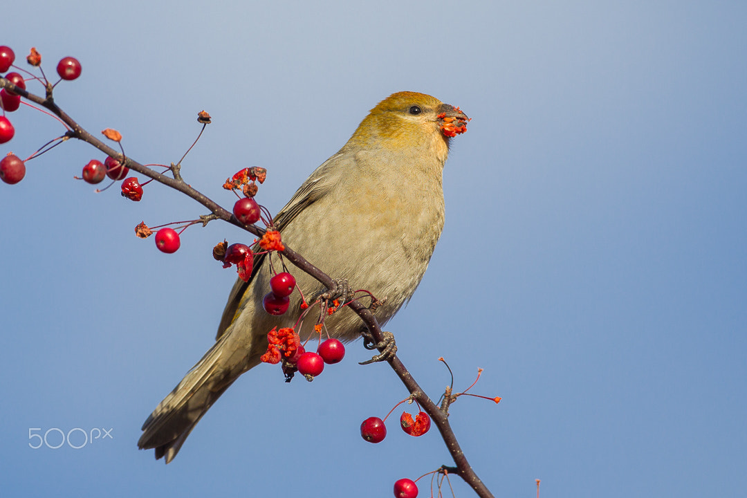 Canon EF 500mm F4L IS USM sample photo. Grosbeak eating fruits photography