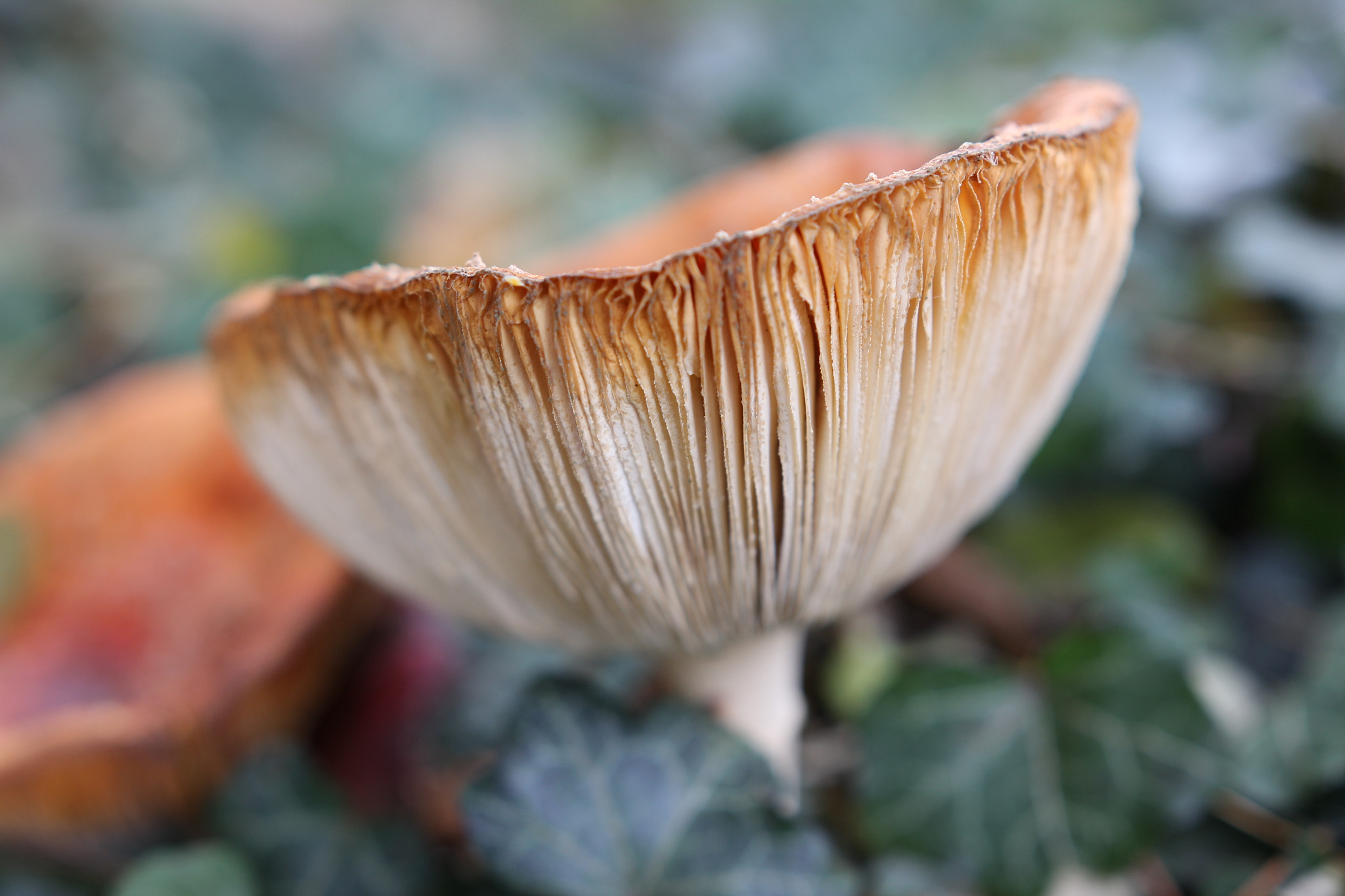 Canon EF 70-200mm F2.8L IS USM sample photo