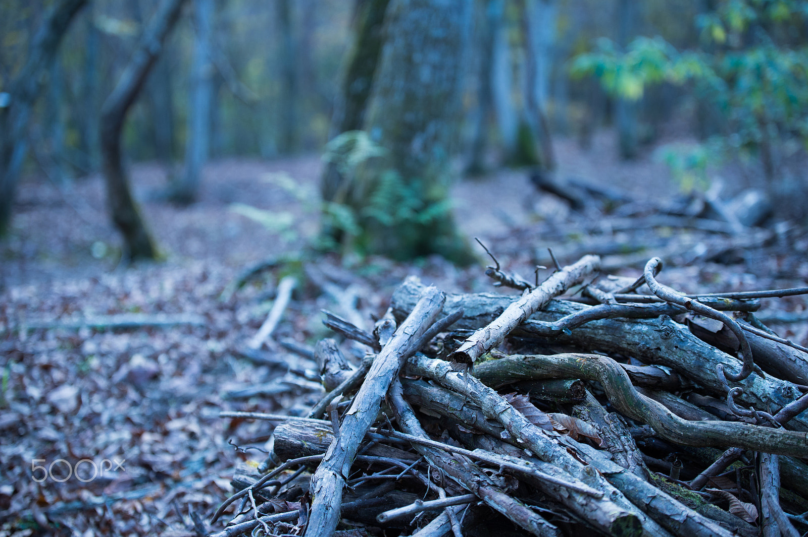 Tamron SP 70-200mm F2.8 Di VC USD sample photo. Story of the forest photography