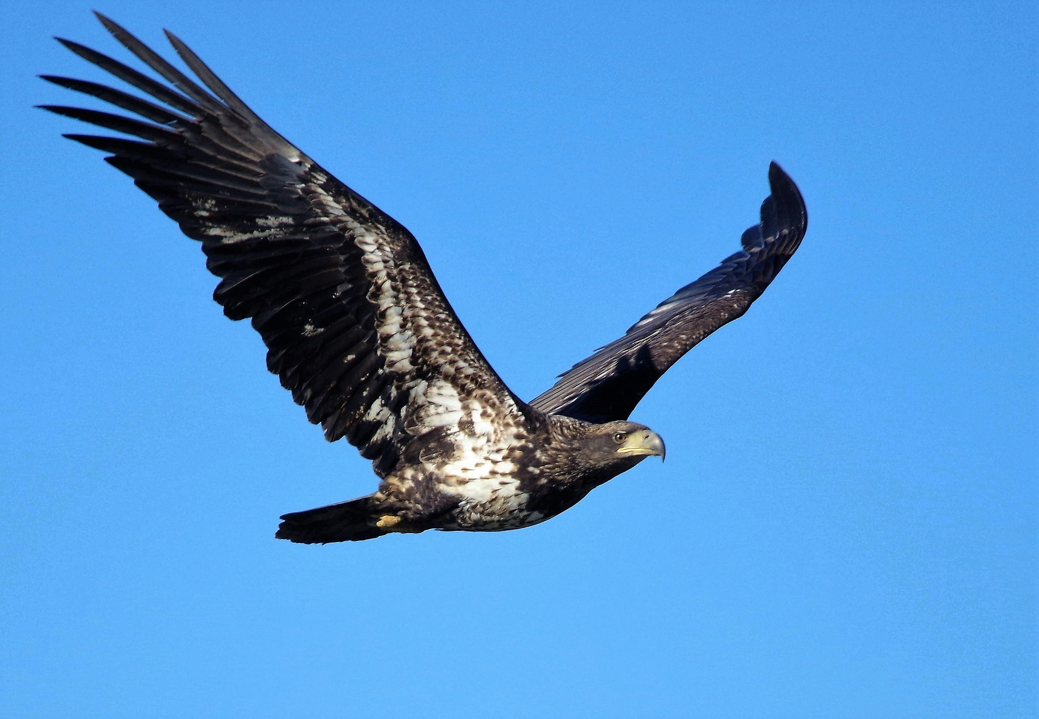 Pentax K-30 + Sigma 150-500mm F5-6.3 DG OS HSM sample photo. Young eagle photography